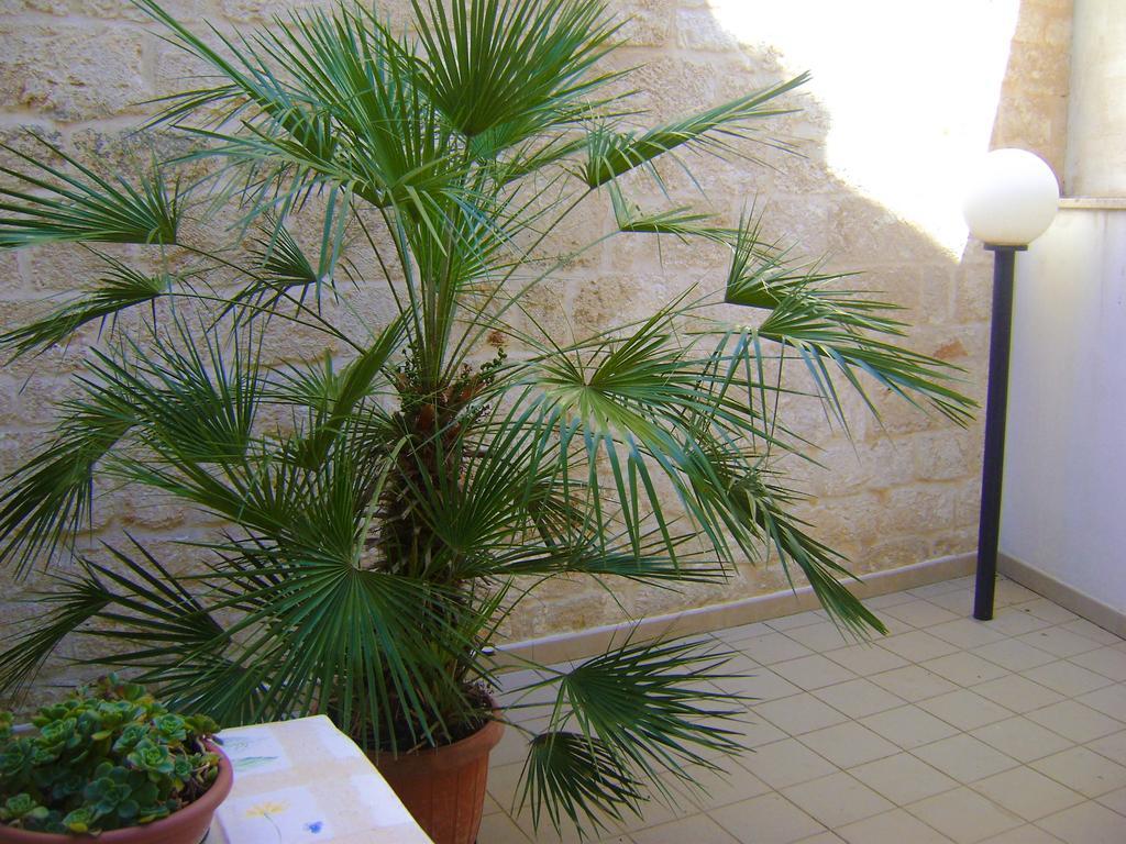 B&B Aquila Αλμπερομπέλο Εξωτερικό φωτογραφία